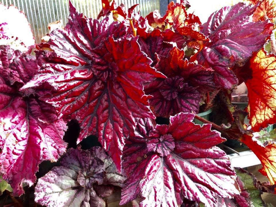 B. ‘Chandler Red’